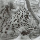 Leopard - Bristol Zoo