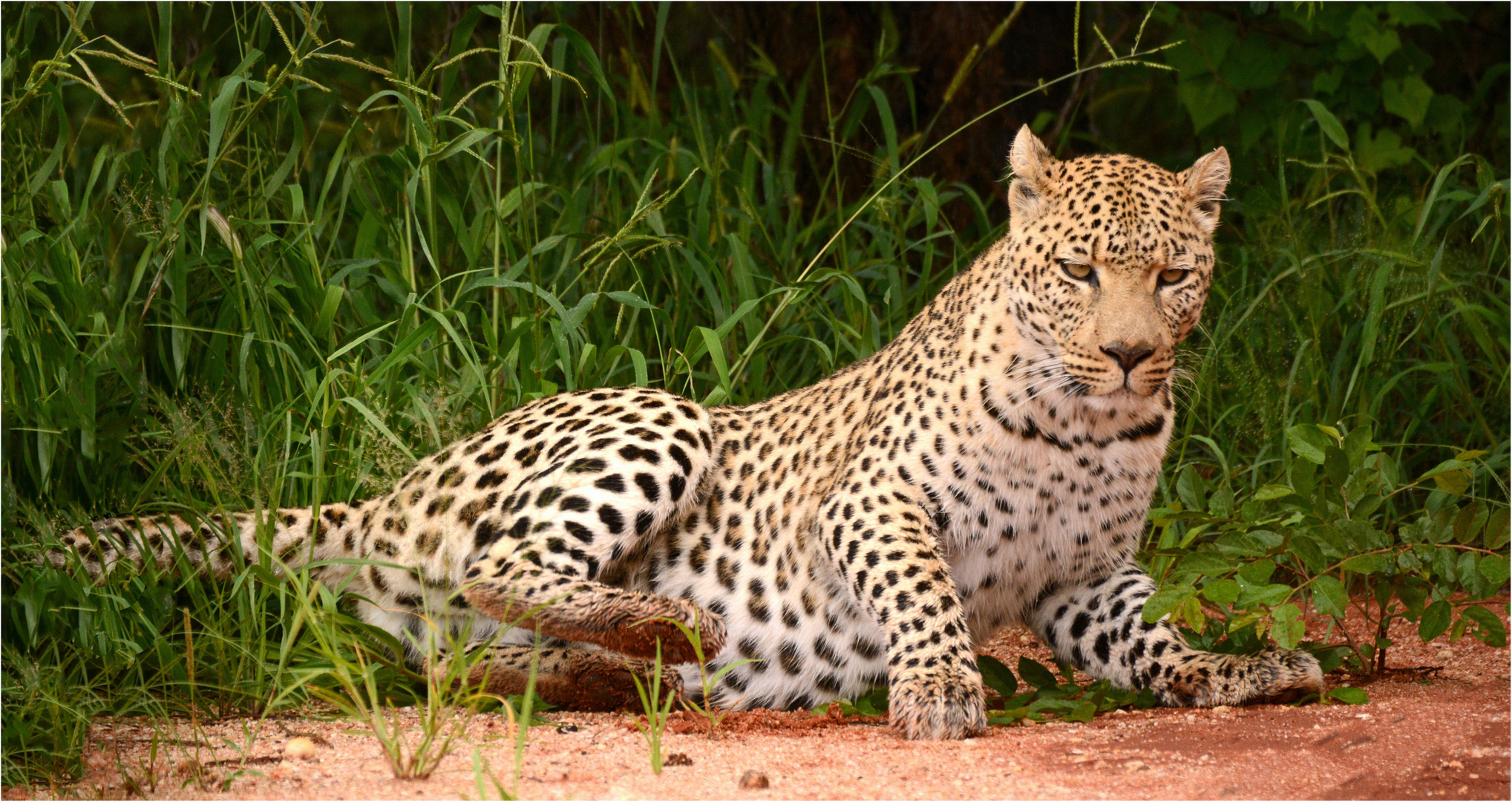 Leopard - Bwabwata NP (Namibia)