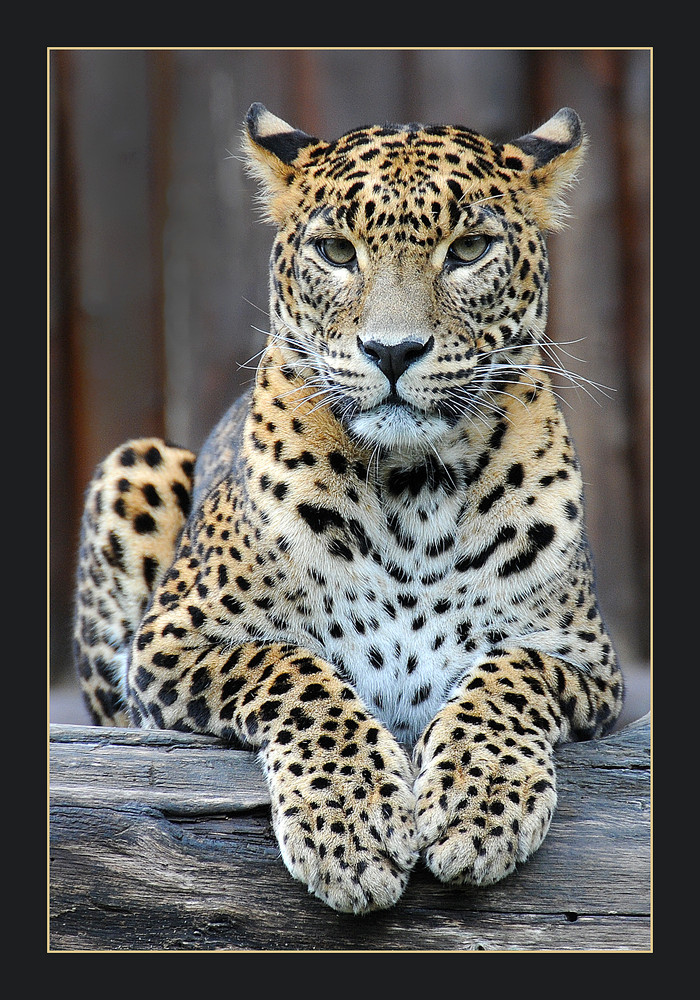 Leopard