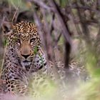 léopard camouflé
