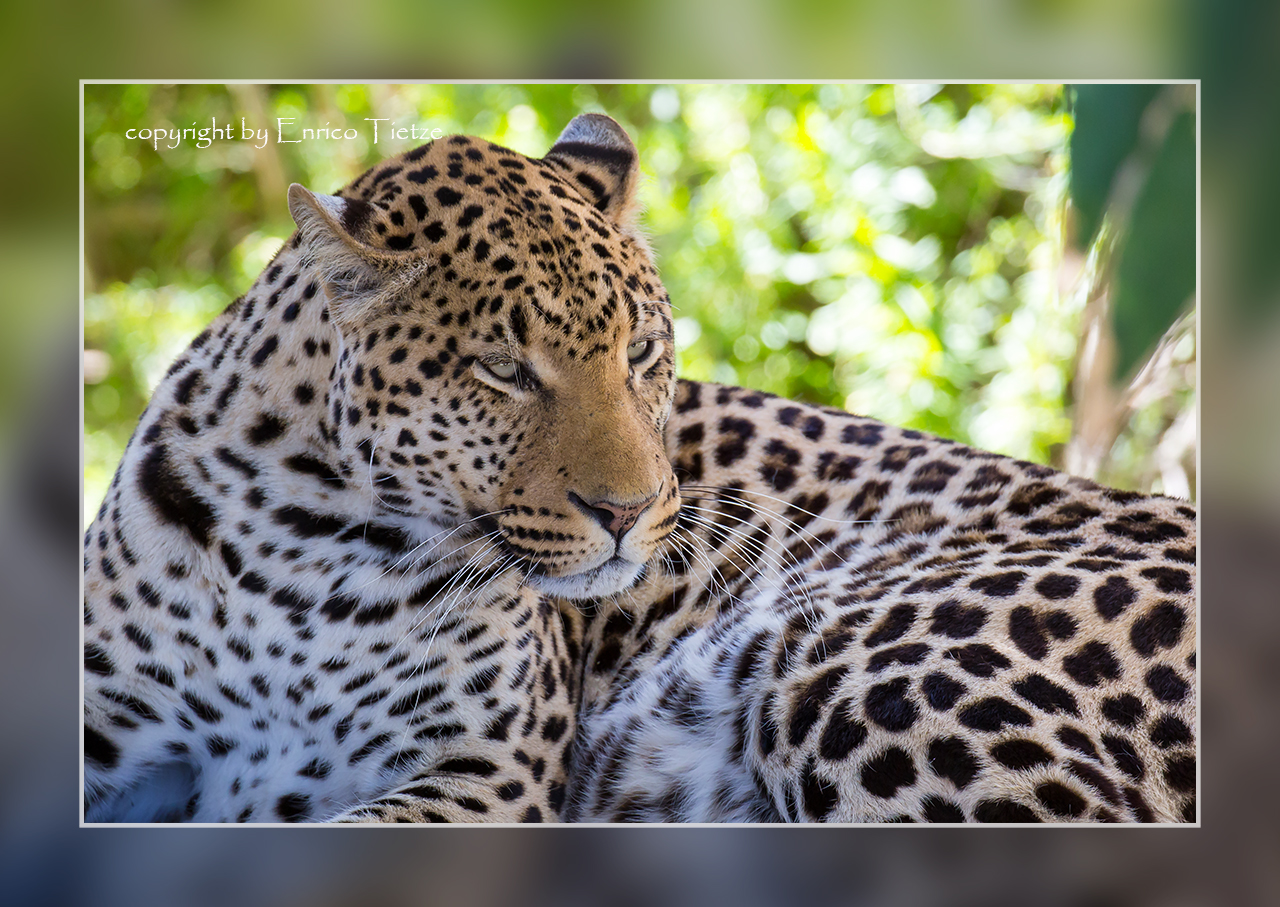 Leopard, Cango Wildlife Ranch SA