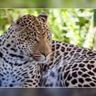 Leopard, Cango Wildlife Ranch SA