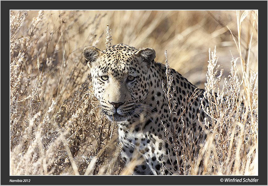 Leopard - Captive