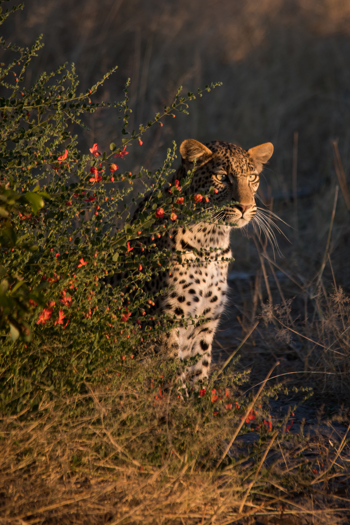 Leopard