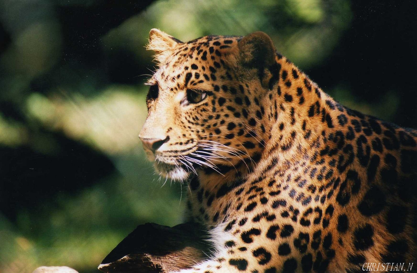 LEOPARD