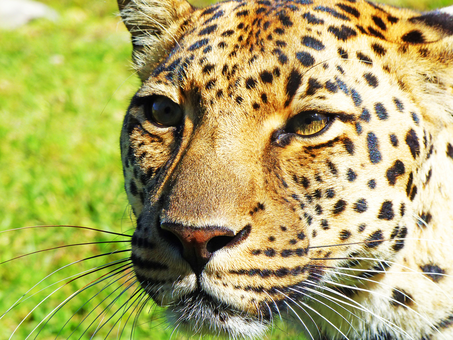 Leopard