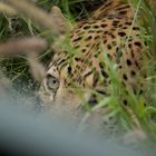 Leopard - charging our open vehicle