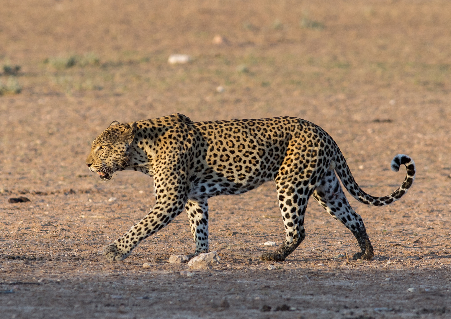 Leopard, close to Kamqua waterhole
