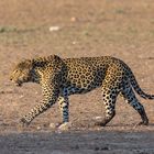 Leopard, close to Kamqua waterhole