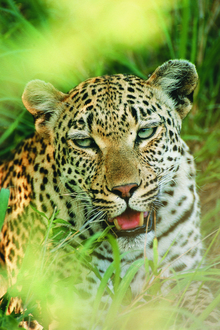 Leopard Close-up