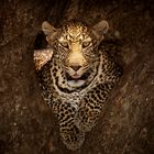 Leopard close up portrait