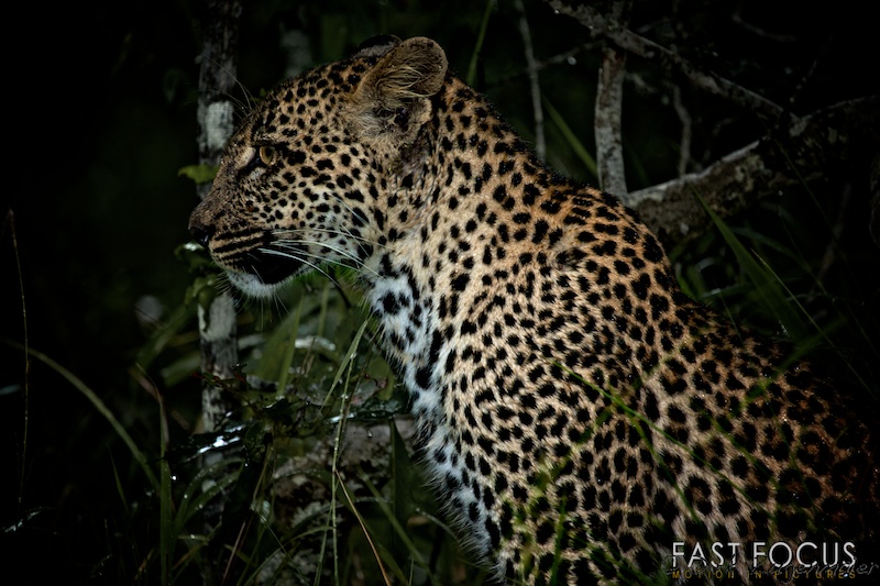 Leopard Cub