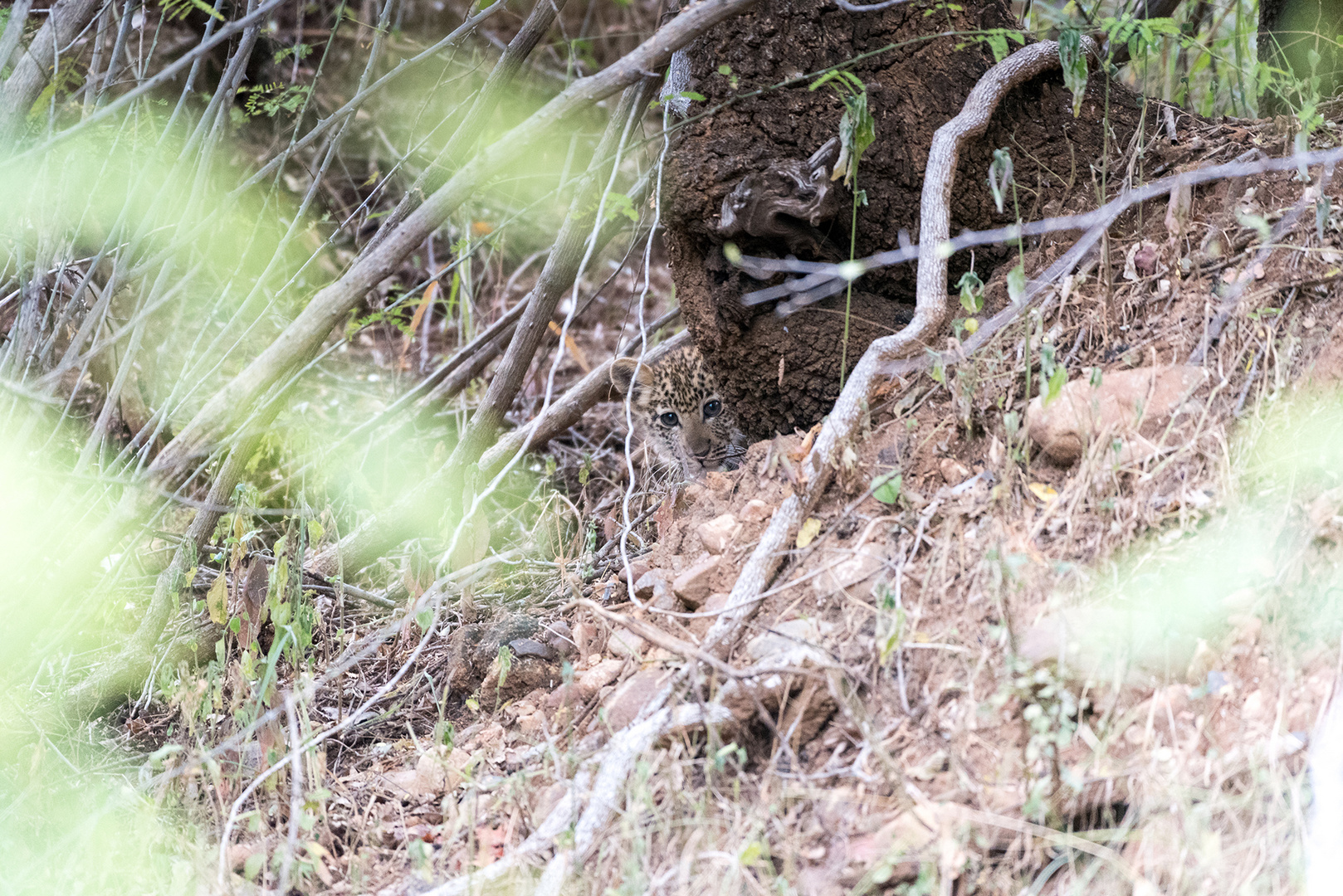 Leopard cub - Home Alone 1