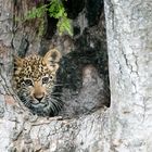 Leopard cub - Home Alone 2