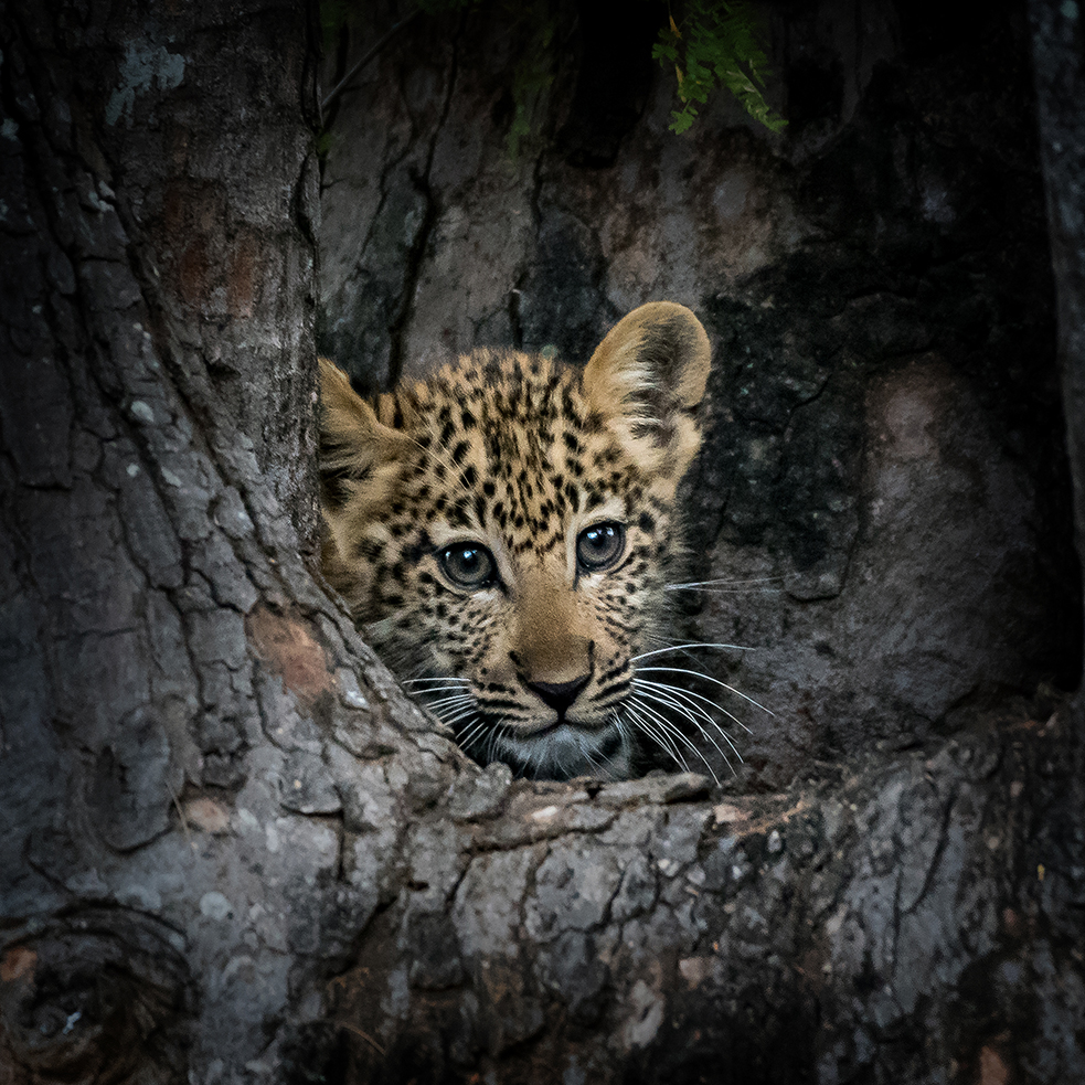 Leopard cub - Home Alone 3