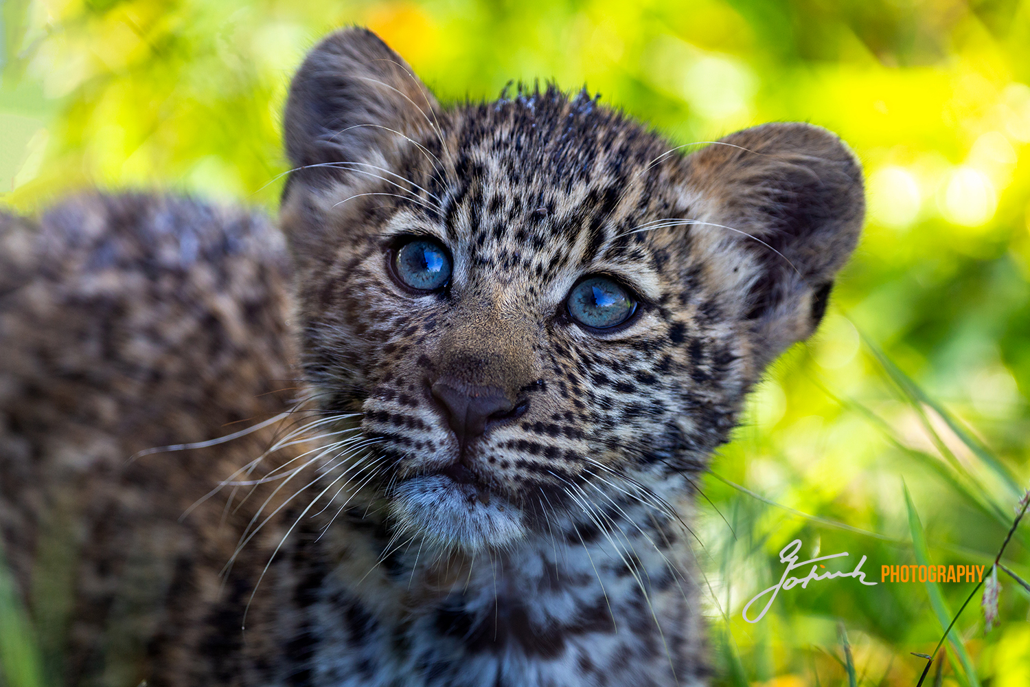 Leopard cub Masai Mara Kenia