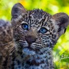 Leopard cub Masai Mara Kenia