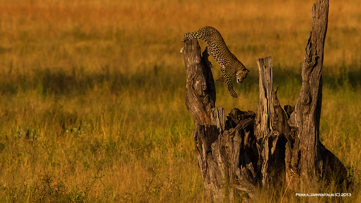 Leopard cub playing, Serengeti