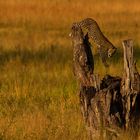 Leopard cub playing, Serengeti