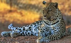 Leopard 