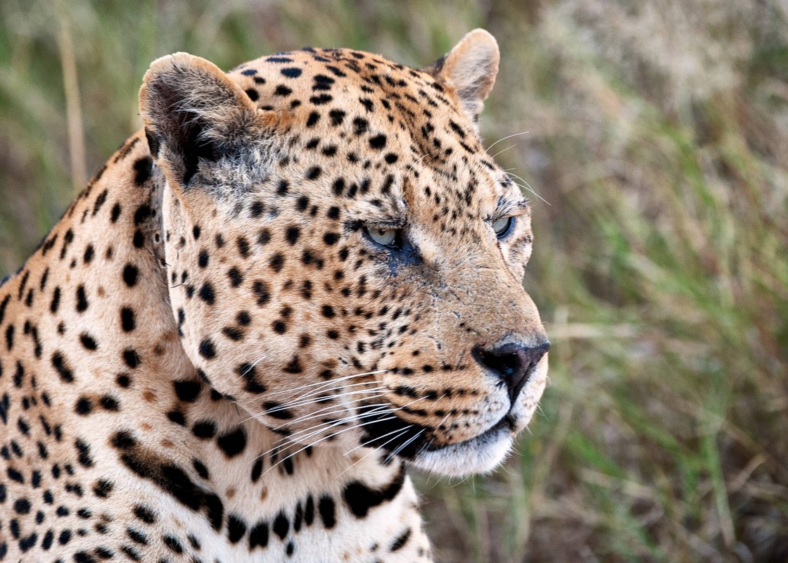 Leopard