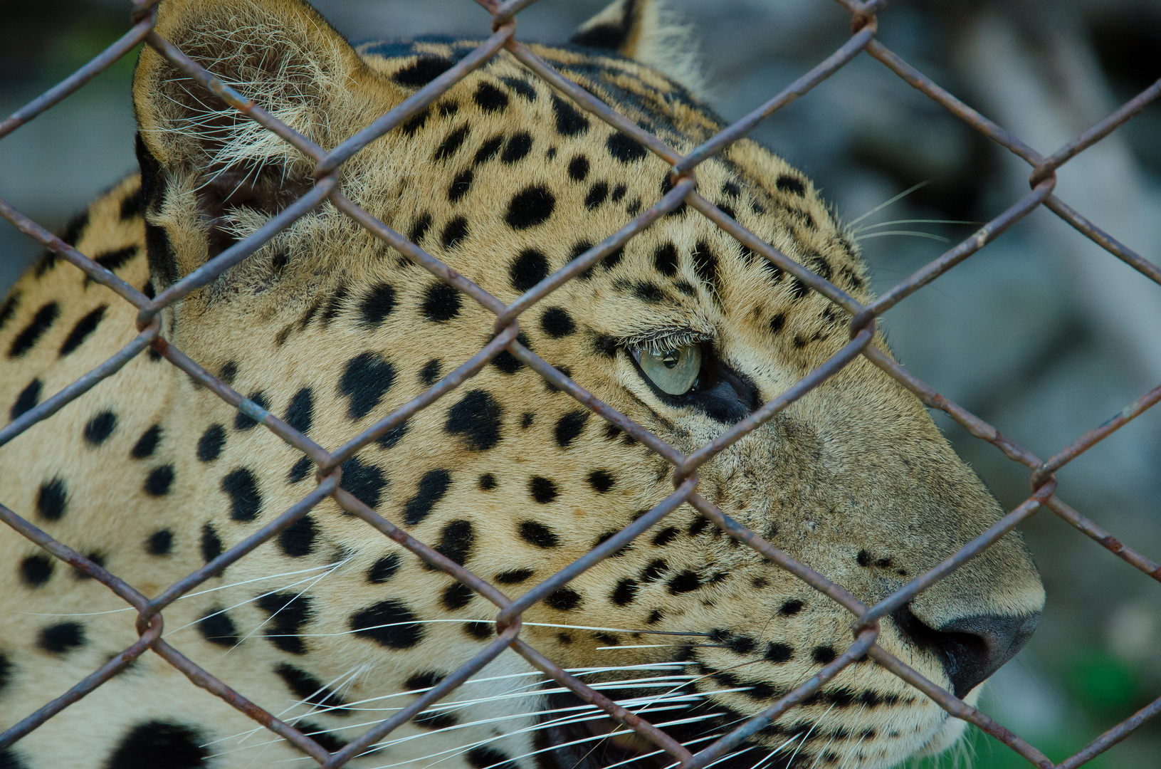 Leopard 