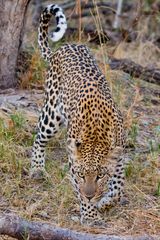 Leopard