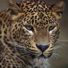Leopard de Perse