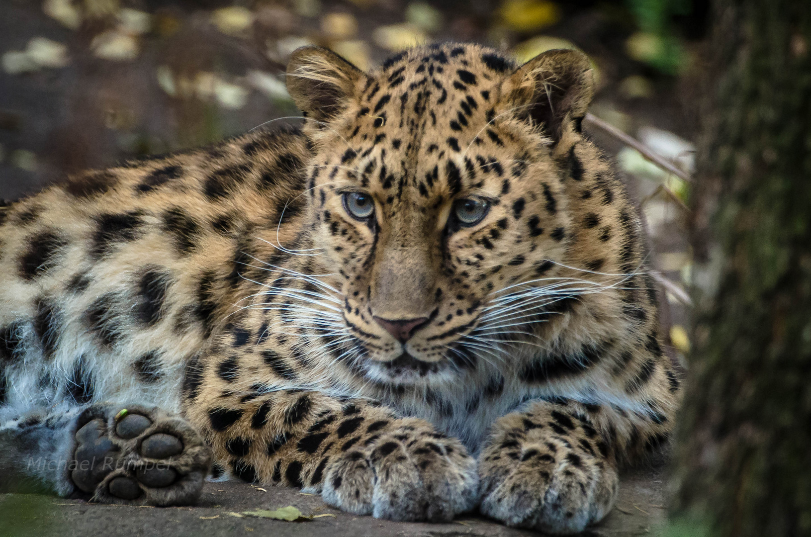 Leopard Foto Bild Fotos Leipzig Natur Bilder Auf Fotocommunity