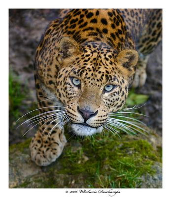 Leopard deu zoo de Cerza
