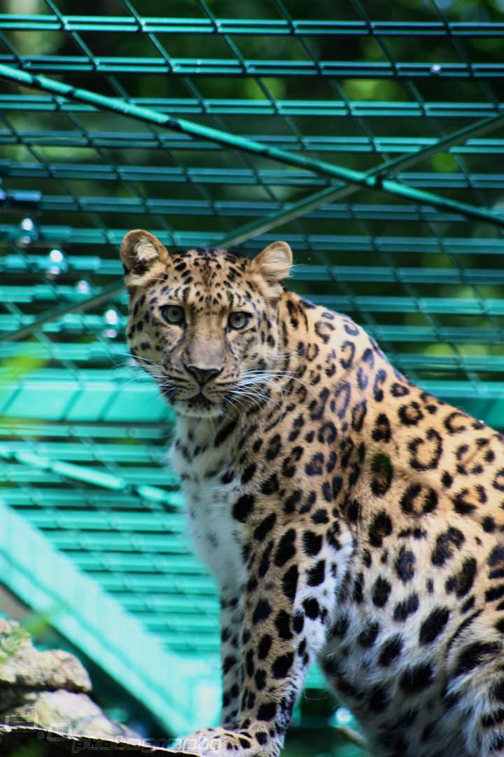 Leopard Dordmunder Zoo