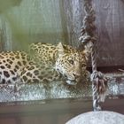 leopard dreaming 