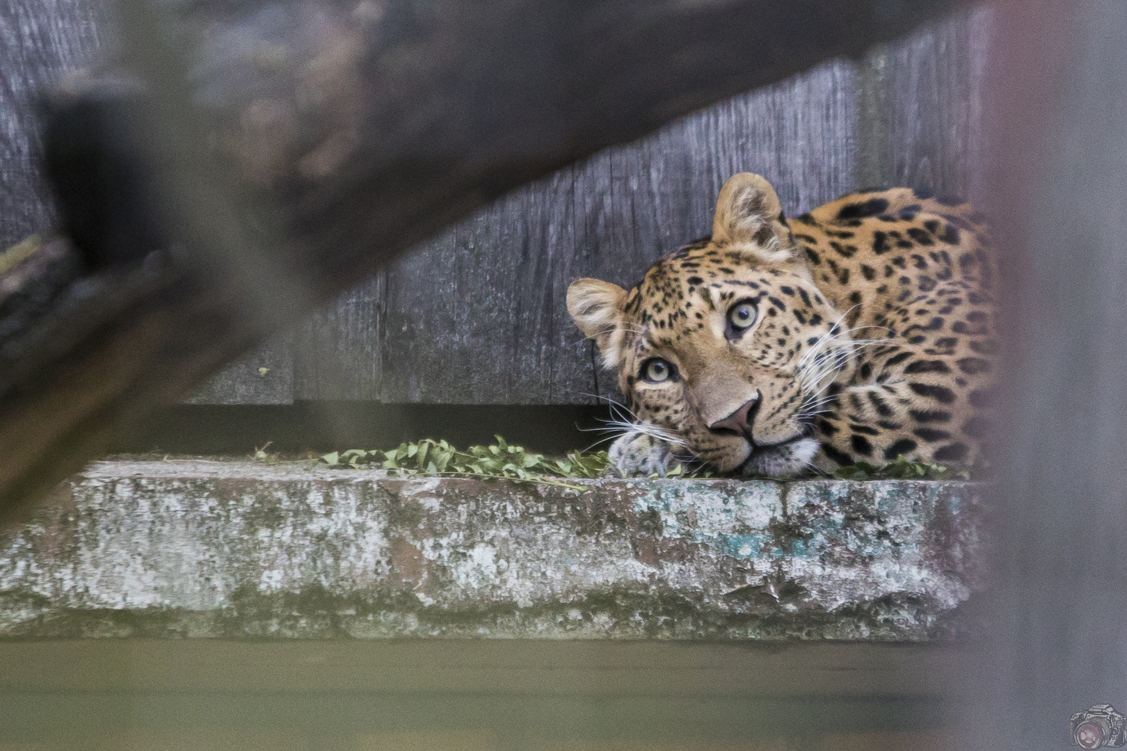 leopard dreaming at the Zoo in Karlsruhe 