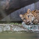 leopard dreaming at the Zoo in Karlsruhe 