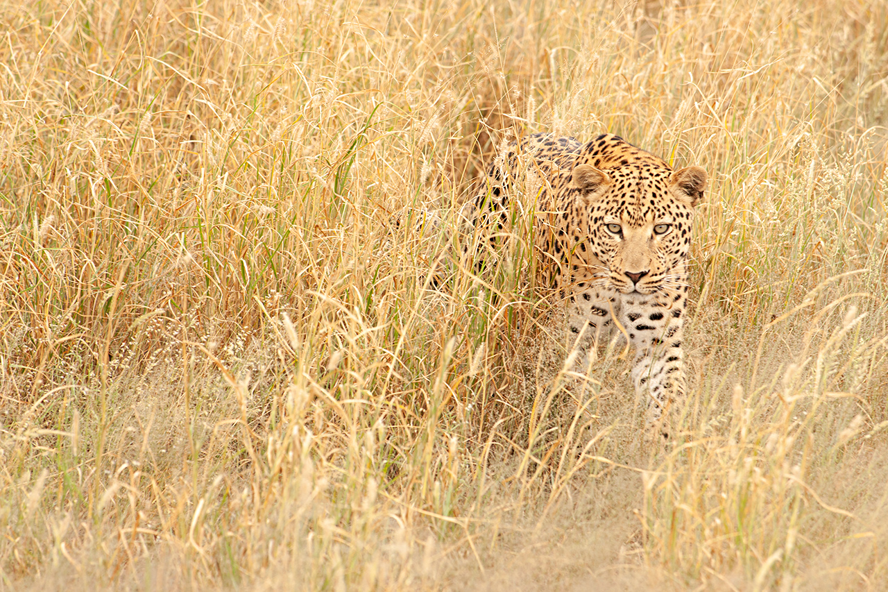 Leopard-Düsternbrook