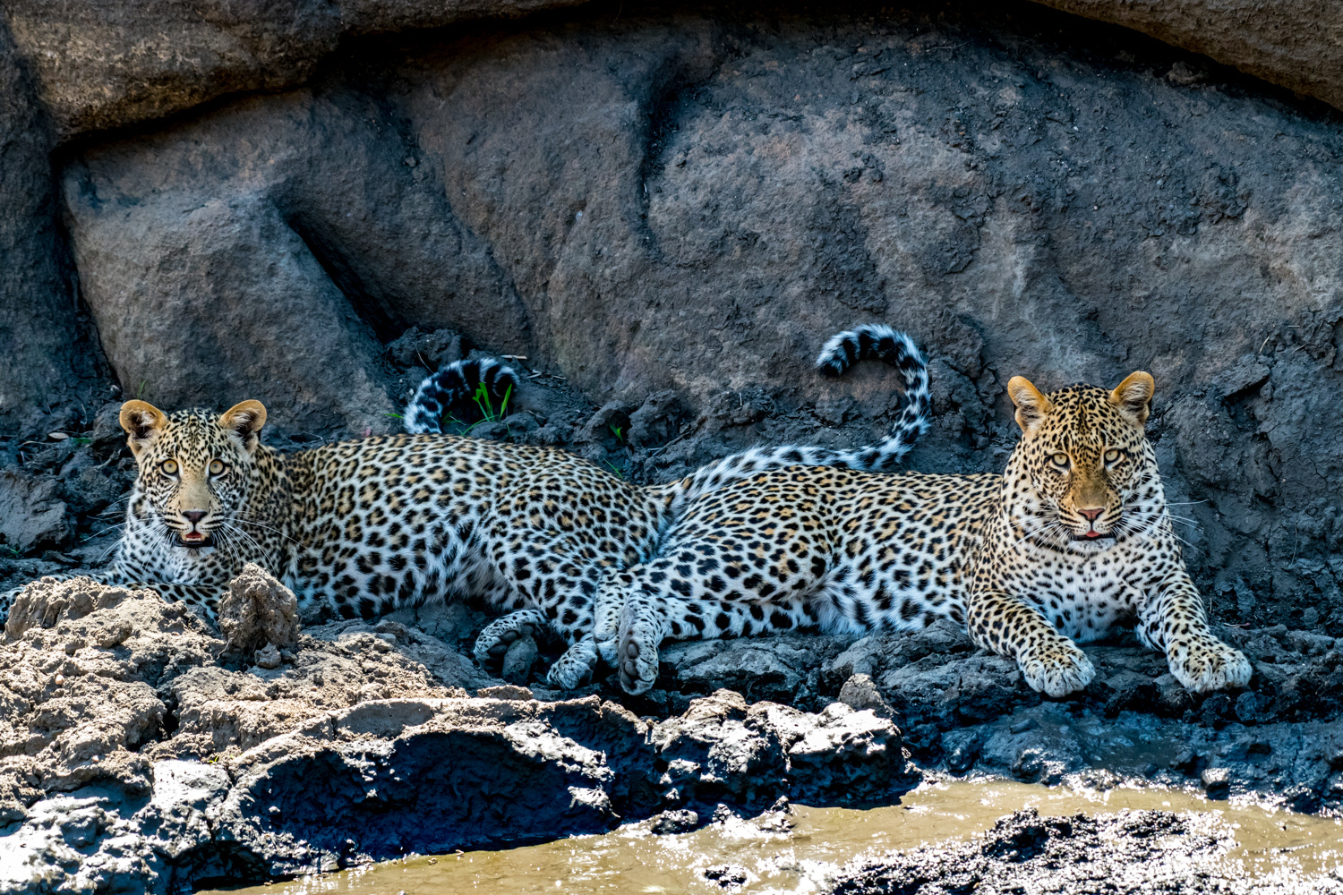 Leopard Duo