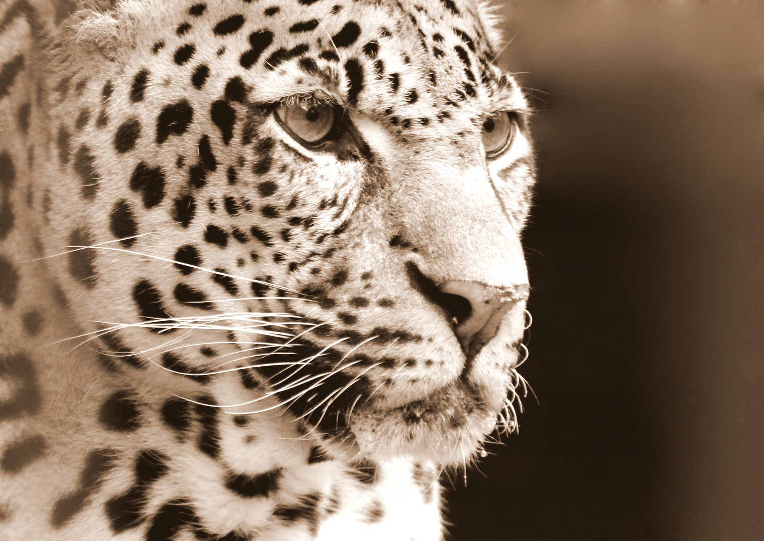 Leopard