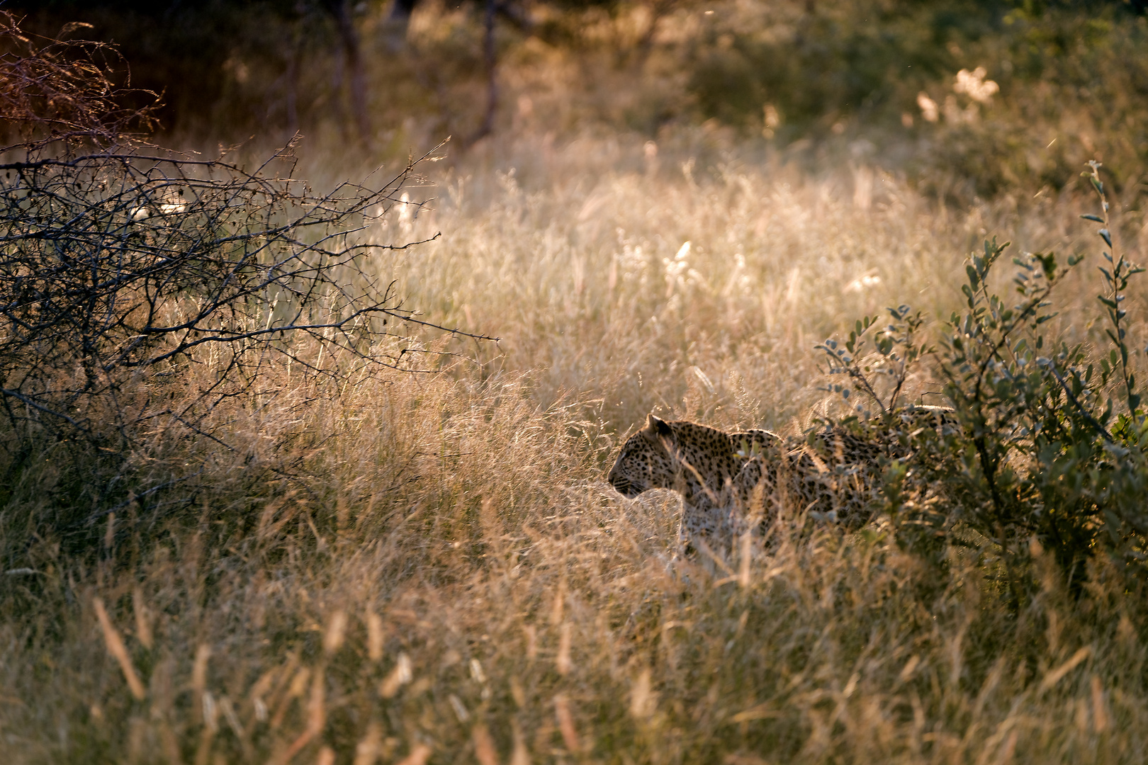 Leopard