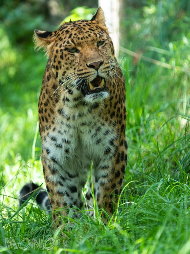 Leopard 