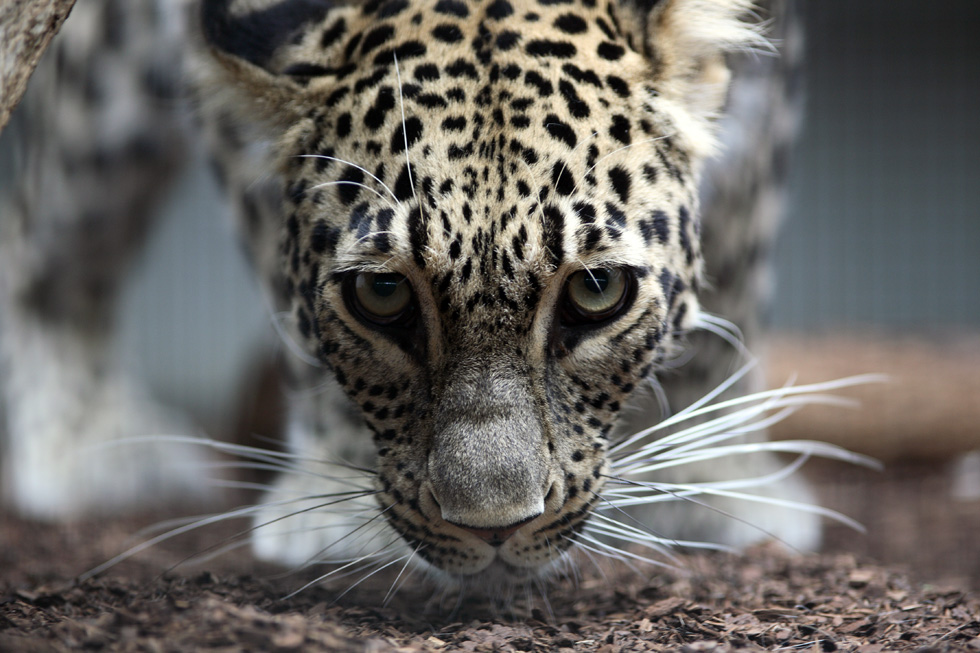 Leopard