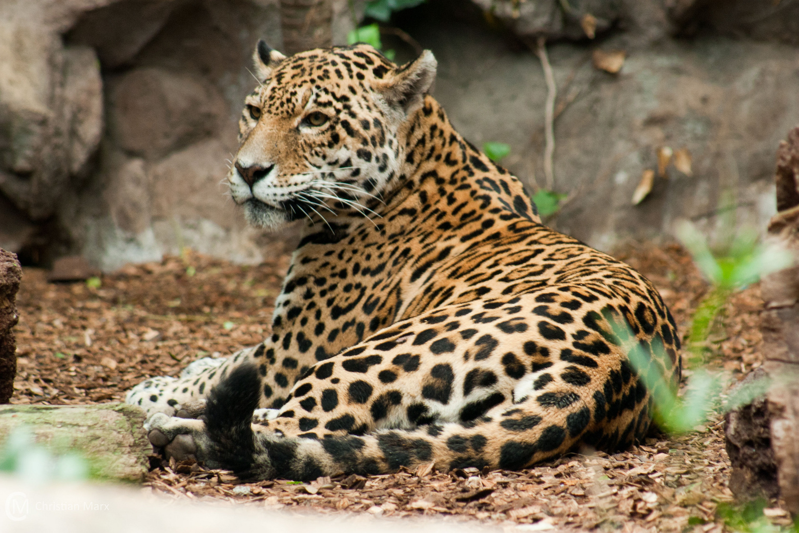 Leopard