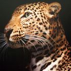leopard...