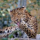 Leopard /en Pflege