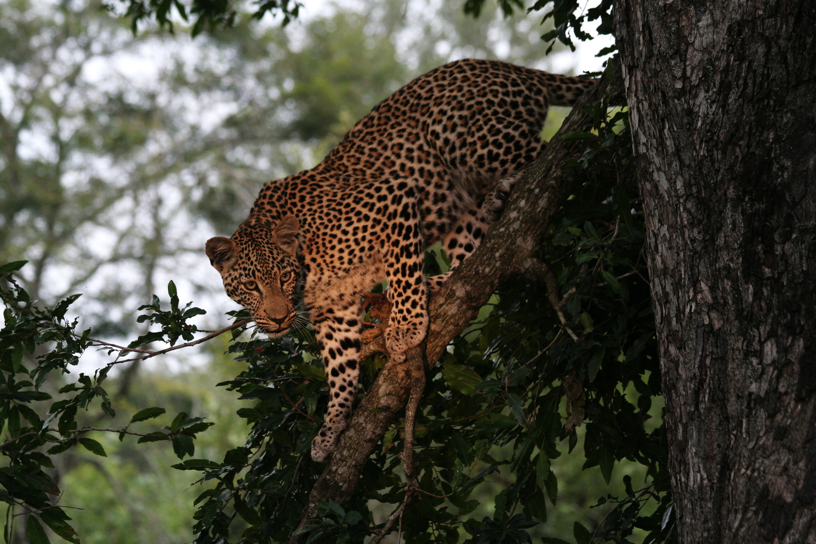 Leopard - Erstes Morgenlicht