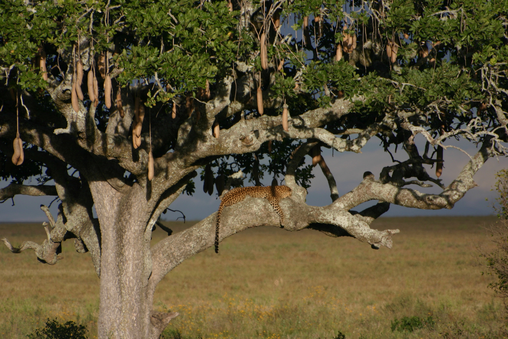 Léopard et arbre à saucisses