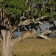 Lopard et arbre  saucisses