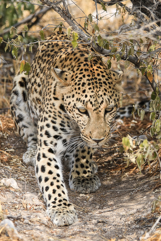 Leopard , Etoscha NP Namibia 