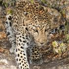 Leopard , Etoscha NP Namibia 