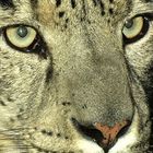 Leopard Eyes