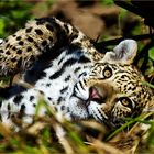 *** Leopard ***